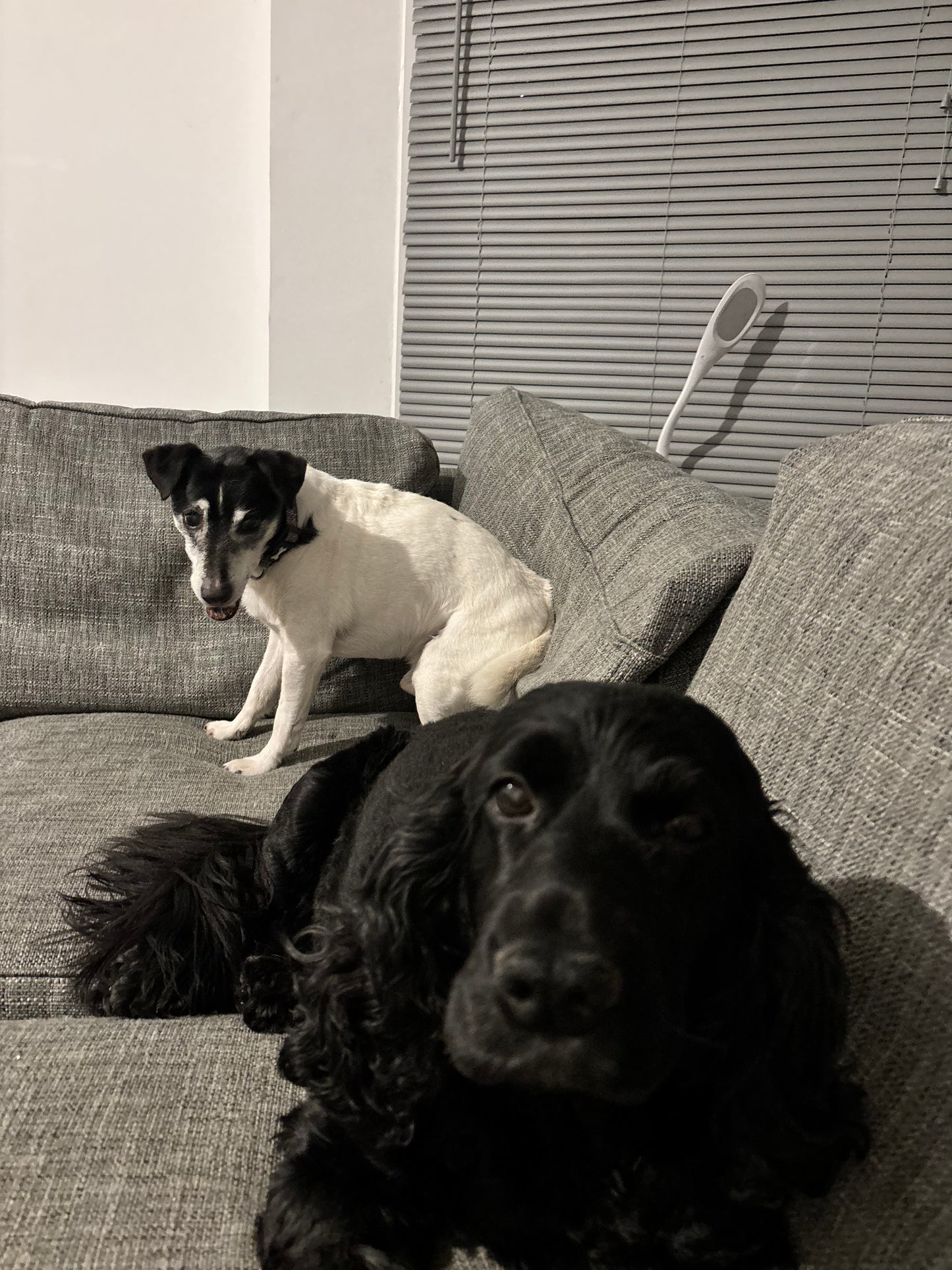 Dog Sitting
