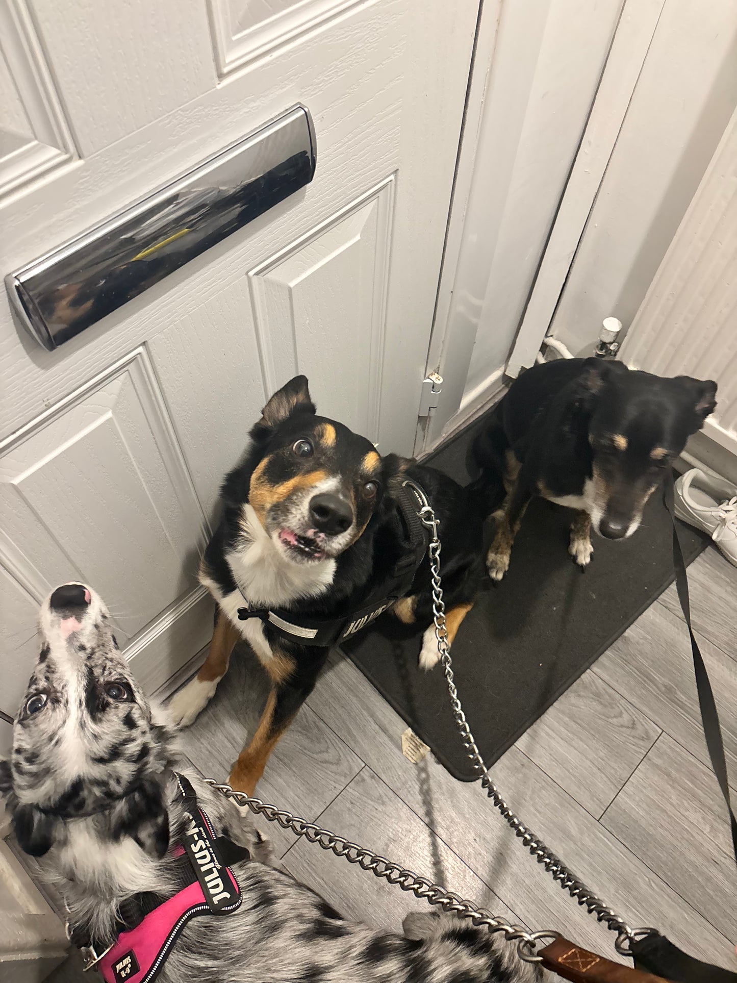 Dog Sitting