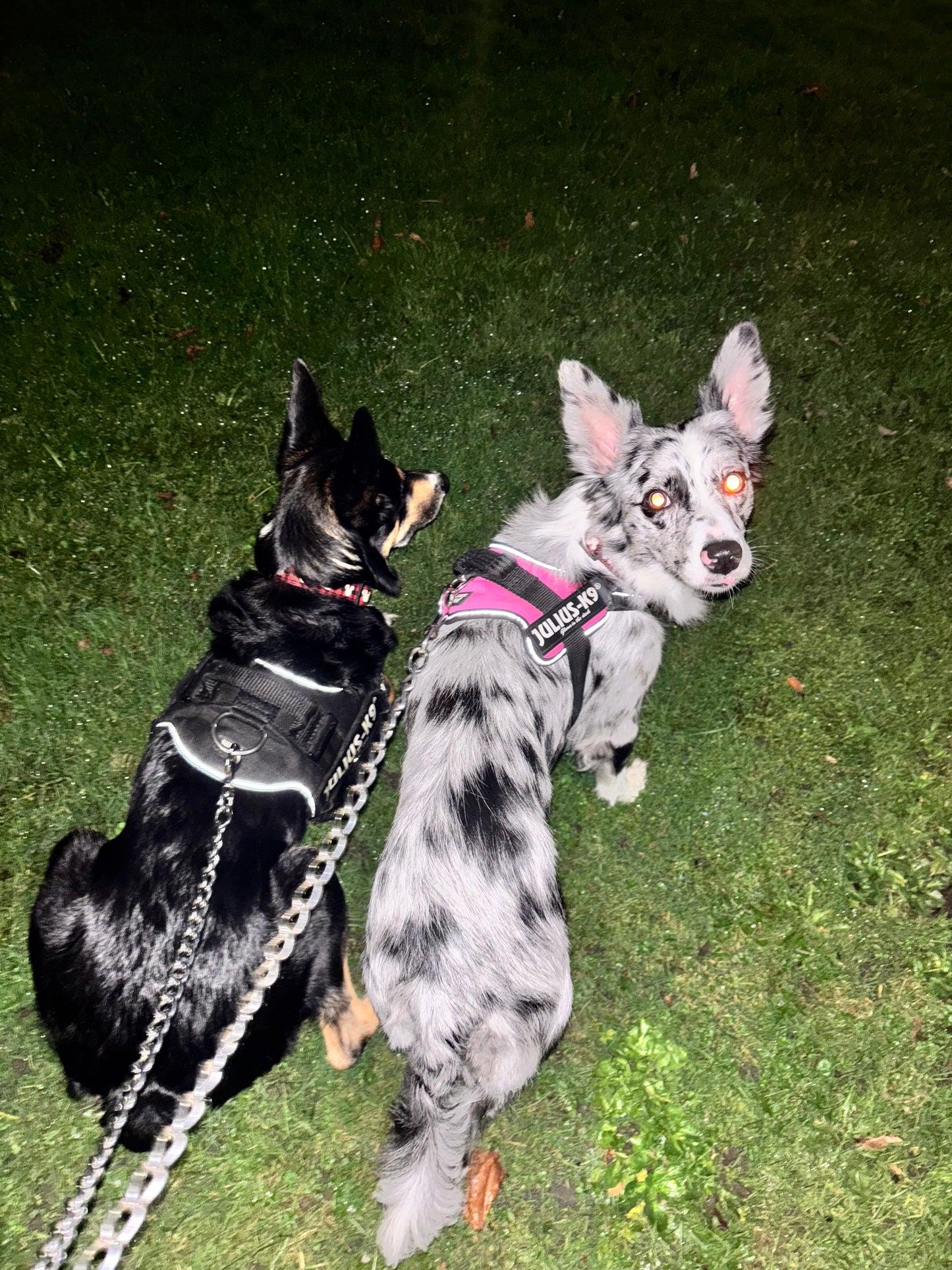 Dog Walk