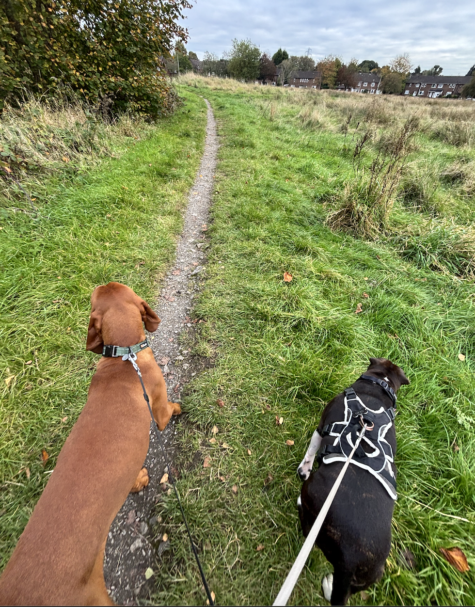 Dog Walk