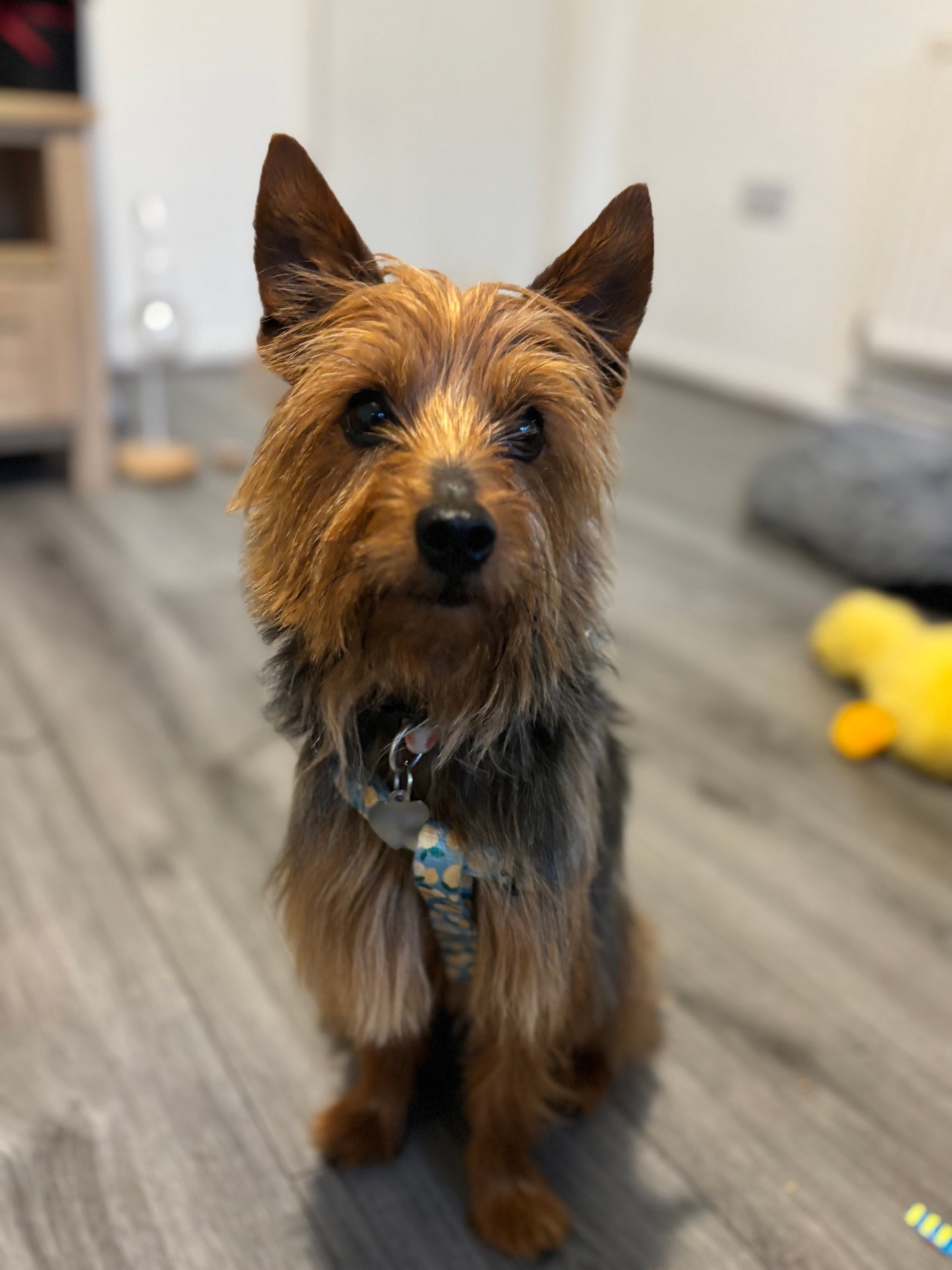 Dog Sitting