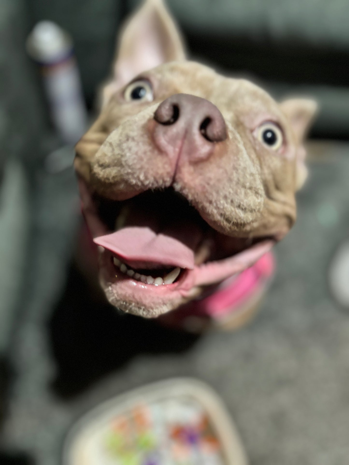 Dog Sitting