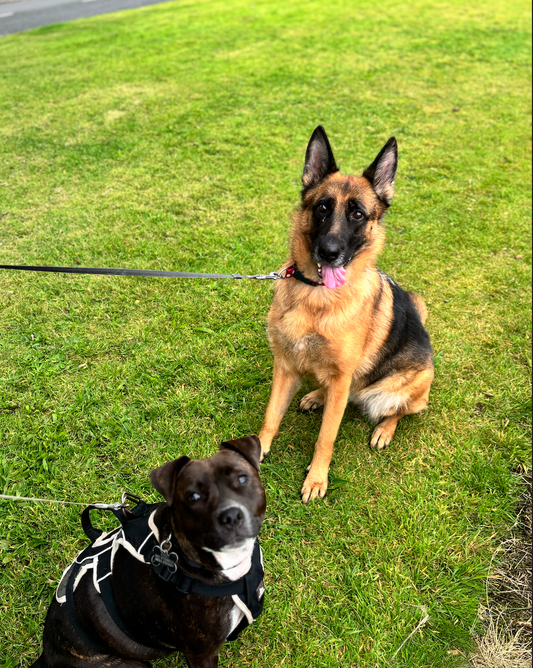 Dog Walk