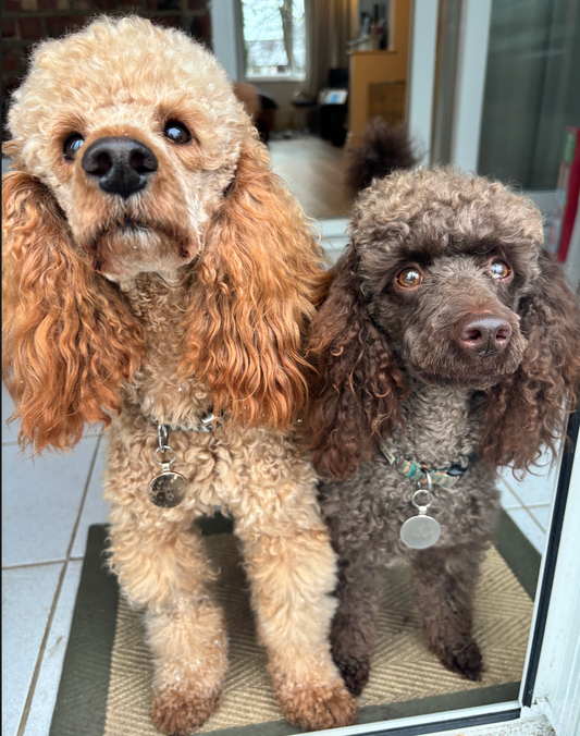 Dog Sitting