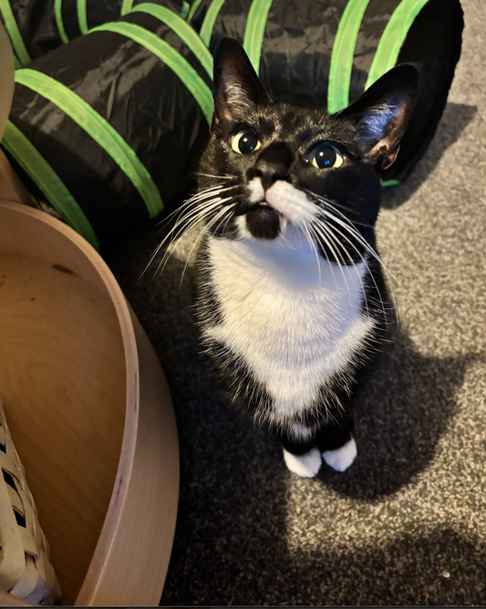 Cat Sitting